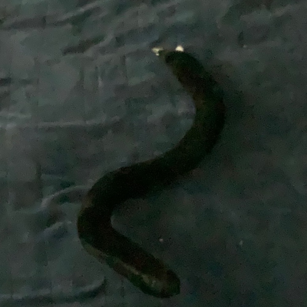 Clip on cat tail